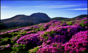 Jeju cuốn hút du khách bởi khí hậu trong lành mát mẻ cùng cảnh sắc thiên nhiên tuyệt đẹp (ảnh: Núi Hallasan)